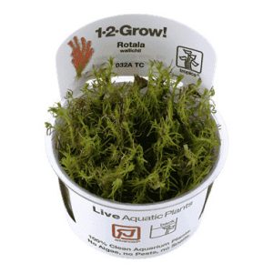 Rotala Wallichii (Adv)