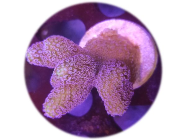 Stylophora