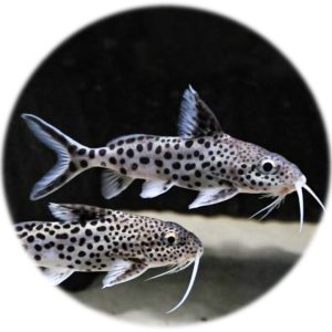 Synodontis Multipunctatus (4 5cm)