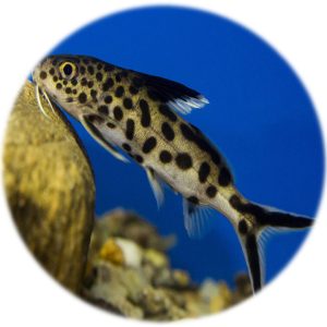 Synodontis Petricola (3cm)