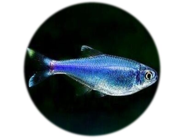 Tetra Azul Rey (Boehlkea Fredcochui)