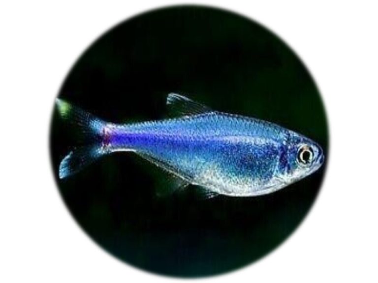 Tetra Azul Rey (Boehlkea Fredcochui) (6 und)