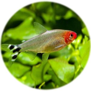 Tetra Borrachito