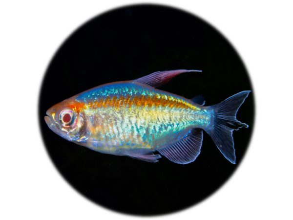 Tetra del Congo (Phenacogrammus Interruptus)