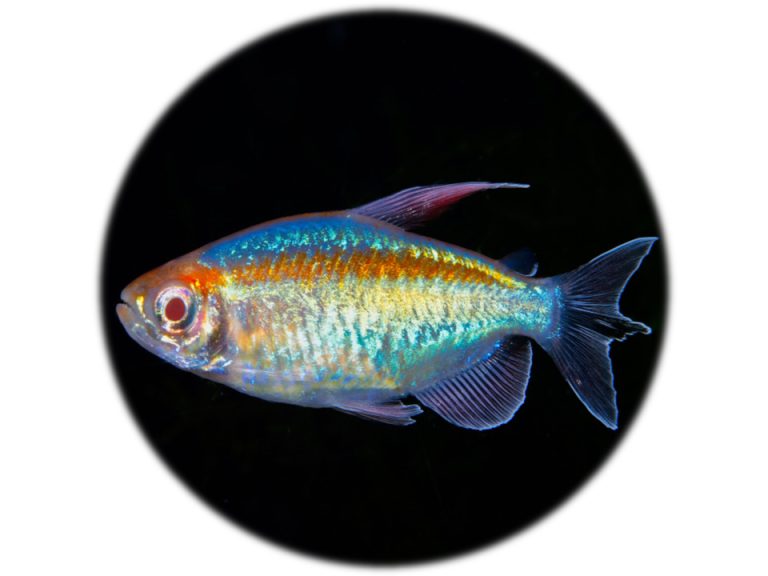 Tetra del Congo (Phenacogrammus Interruptus)