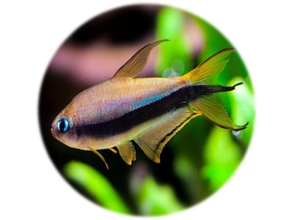 Tetra Emperador (Nematobrycon Palmeri)(2und)