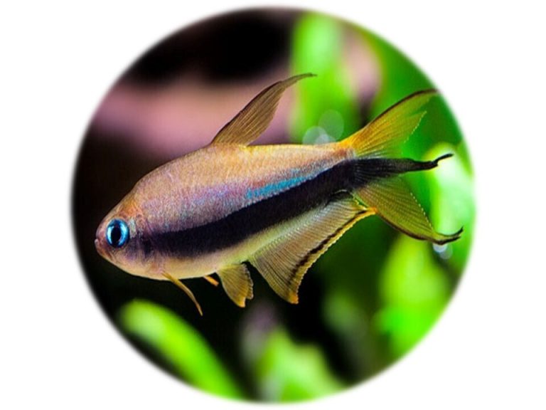 Tetra Emperador (Nematobrycon Palmeri)(2und)