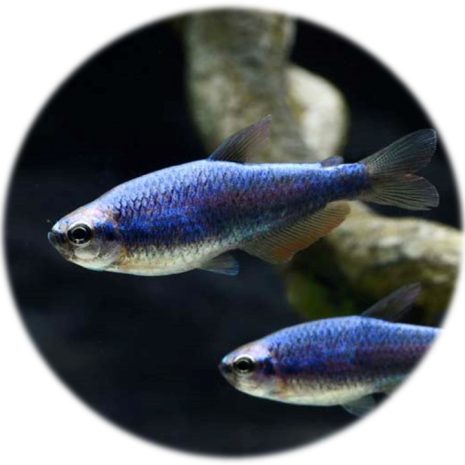 Tetra Emperador Super Azul (Nematobrycon Palmeri)(3und)