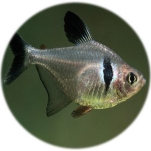 Tetra Fantasma Negro (Hyphessobrycon Amandae)