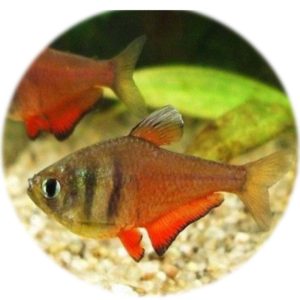 Tetra Flameus Diamante (Hyphessobrycon Flammeus)(2und)