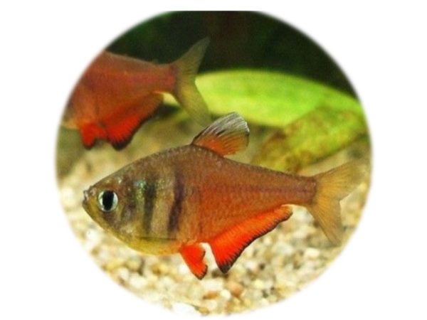 Tetra Flameus Diamante (Hyphessobrycon Flammeus)(2und)