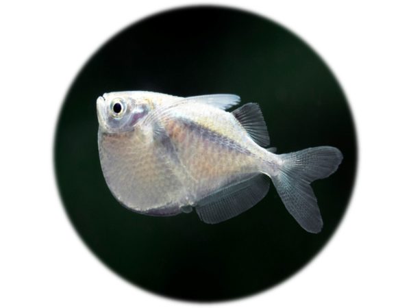 Thoracocharax Stellatus (Pez Hacha Plata)