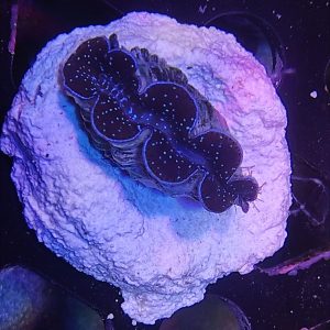 Tridacna Maxima Cultured (3 4cm)