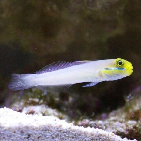Valenciennea Strigata (M)