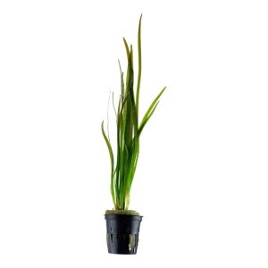 Vallisneria spiralis 'Tiger'