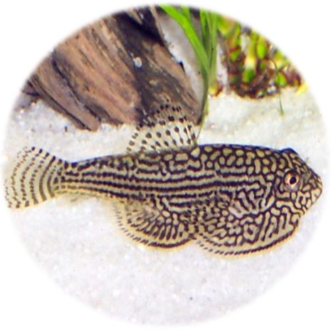 Ventosa de Borneo