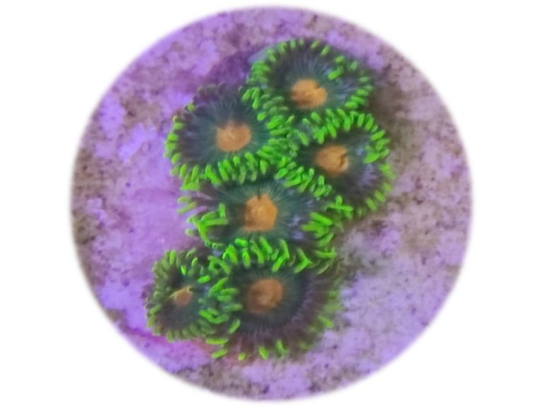 Zoanthus Dreamweaver