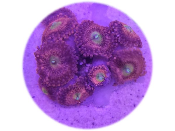 Zoanthus Pink Galaxy