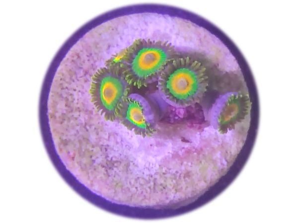 Zoanthus Rasta