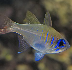 Zoramia Leptacantha