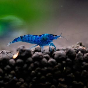 Neocaridina davidi azul turquesa