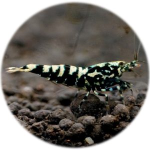 Neocaridina Ninja Black