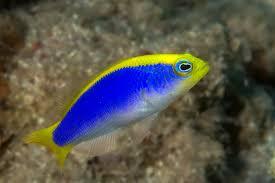 Pseudochromis flavivertex