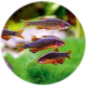 Rasbora Naevus