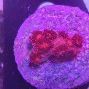 Goniopora Rojo