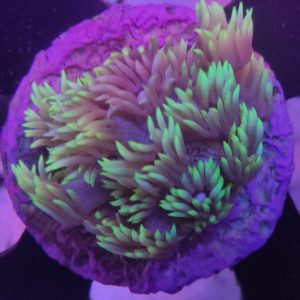 Goniopora Verde