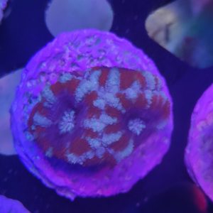 Acanthastrea