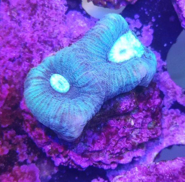 GONIASTREA “Blueberry”
