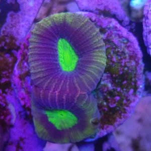 GONIASTREA “Dragon soul”