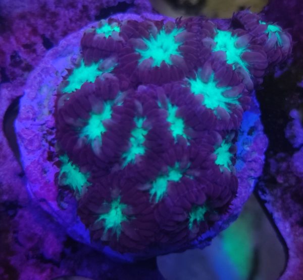 Blastomussa Merleti