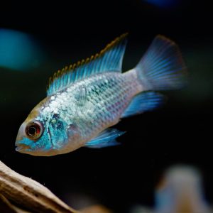 Andinoacara pulcher electric neon (3,5-4cm)