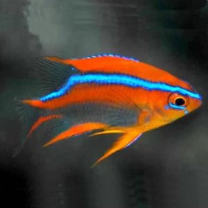 Neoglyphidodon Crossi (2-3cm juvenil)