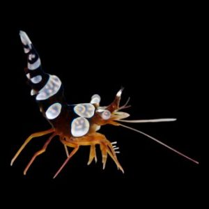 Thor Amboinensis