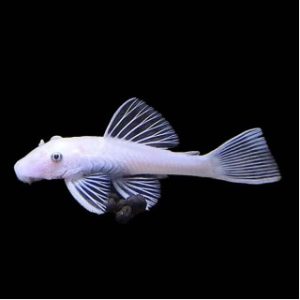 Ancistrus Snow White L144